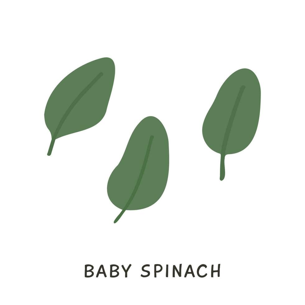 Baby Spinach fresh raw leaves isolated on white background. Healthy diet, vegetarian food. Green salad plant in flat style. Hand drawn element for cooking design. Vector illustration.