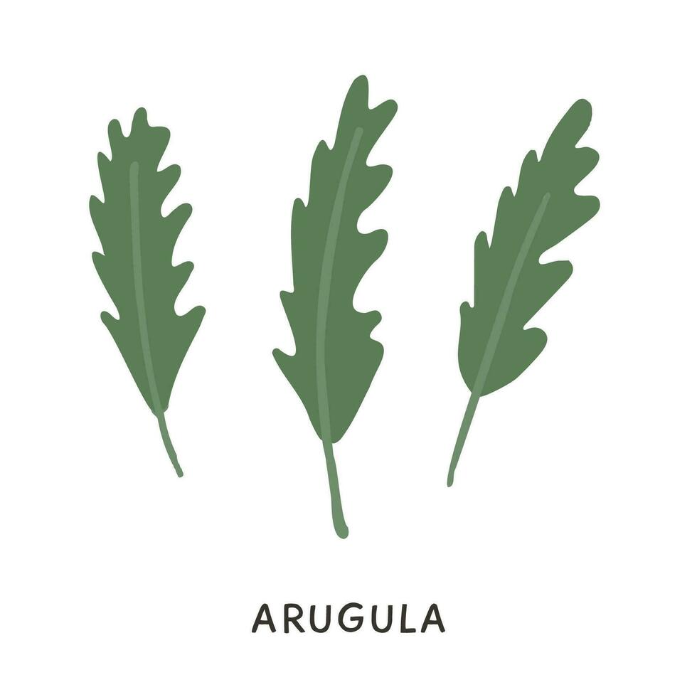 rama y vástago de Fresco Rúcula en de colores plano estilo. mano dibujado verde orgánico comestible rucola cohete hierba vector ilustración. natural verdor hojas para ensalada aislado en blanco. hierro Rico alimentos