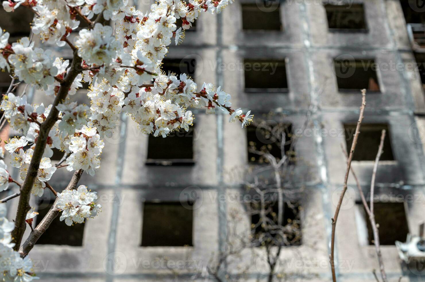 white flowers against the background of destroyed and burnt houses in the city of Ukraine photo