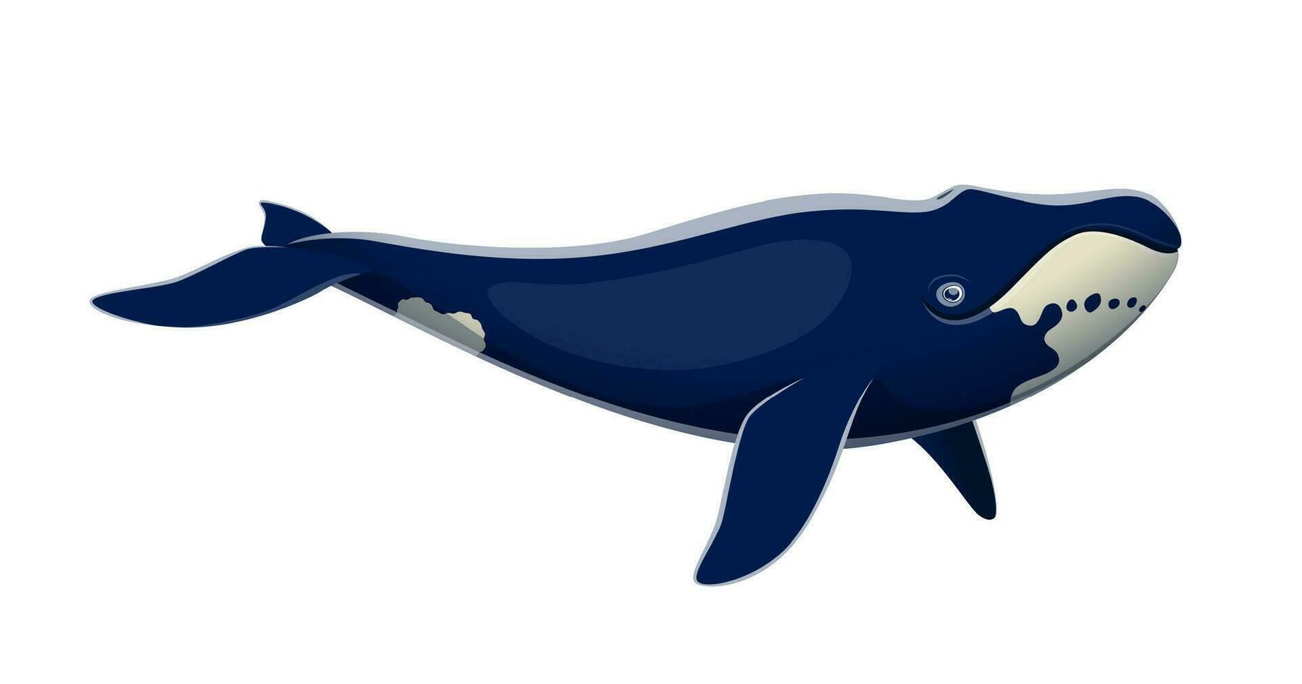 Cartoon bowhead whale isolated cute character vector