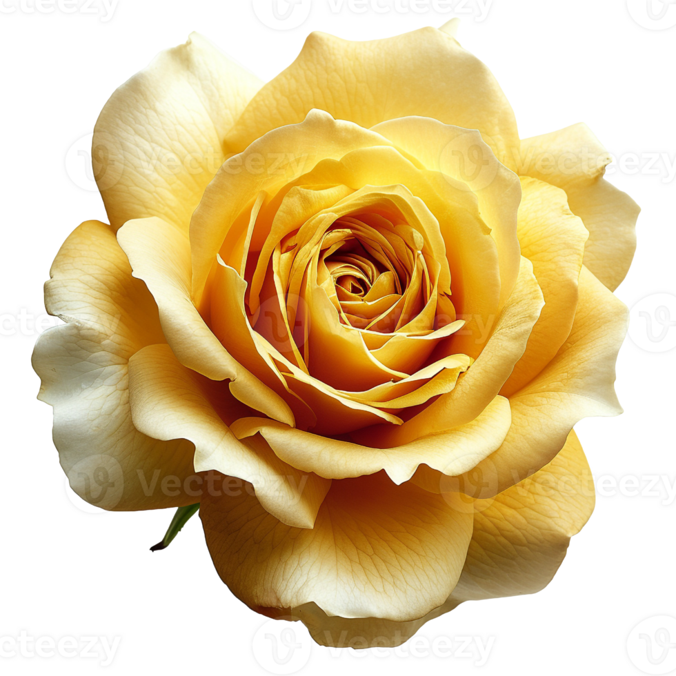 AI generated Yellow Rose on isolated background png