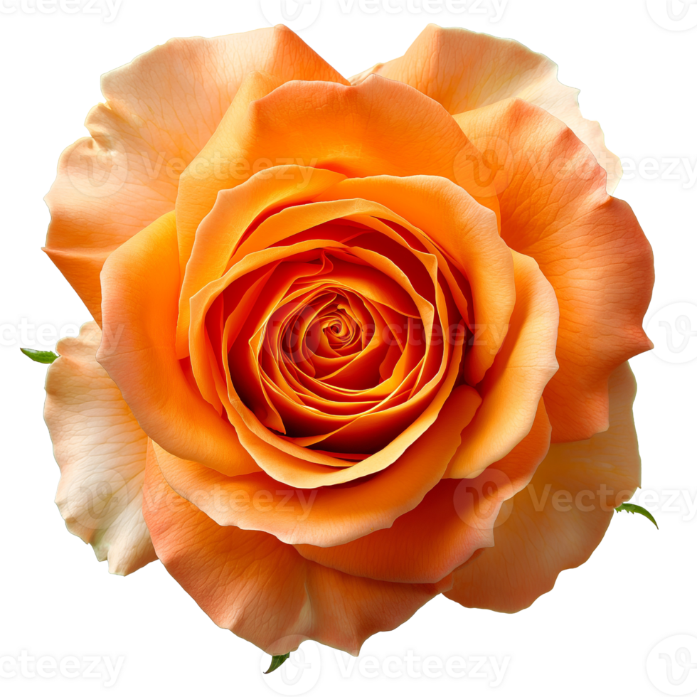 AI generated Orange Rose on isolated background png