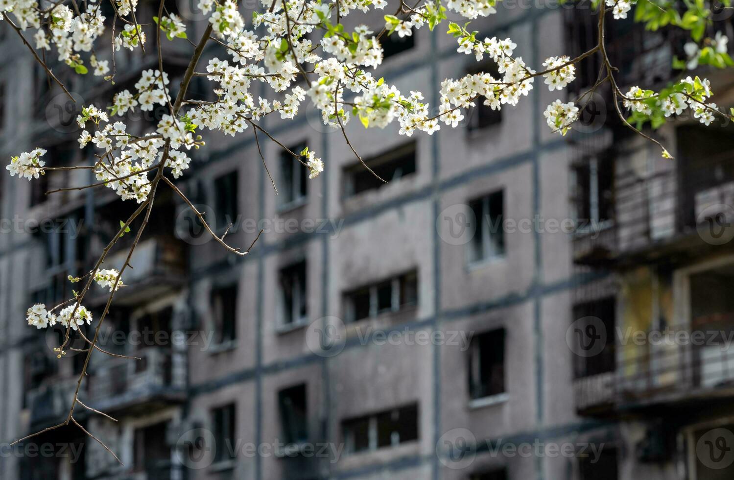 white flowers against the background of destroyed and burnt houses in the city of Ukraine photo