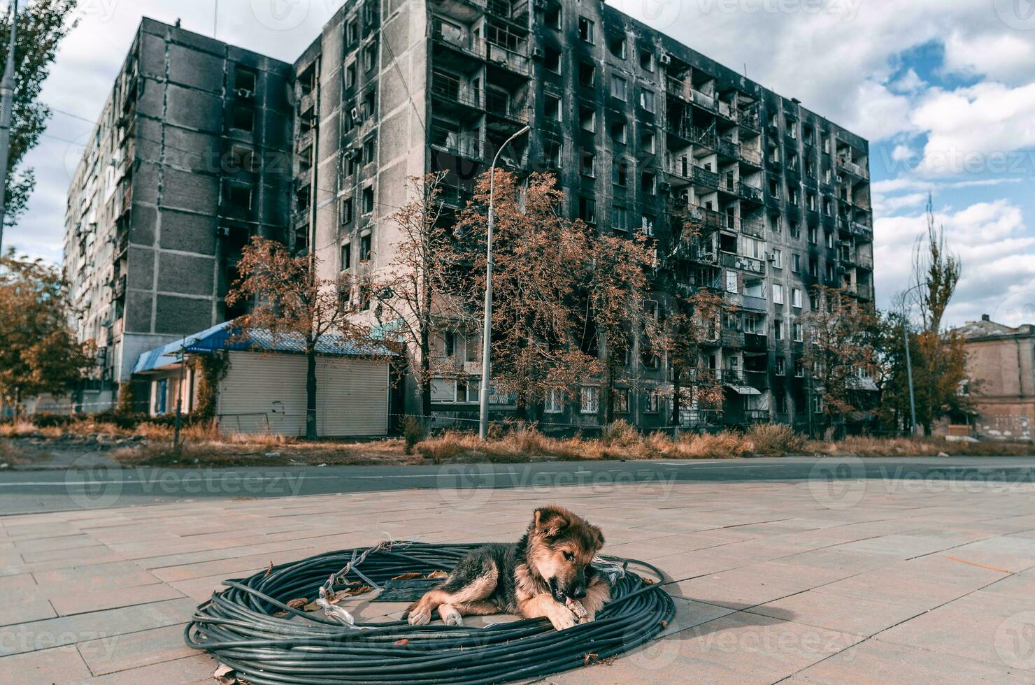 mongrel puppy basks in the sun against the background of a burnt-out house in Mariupol photo