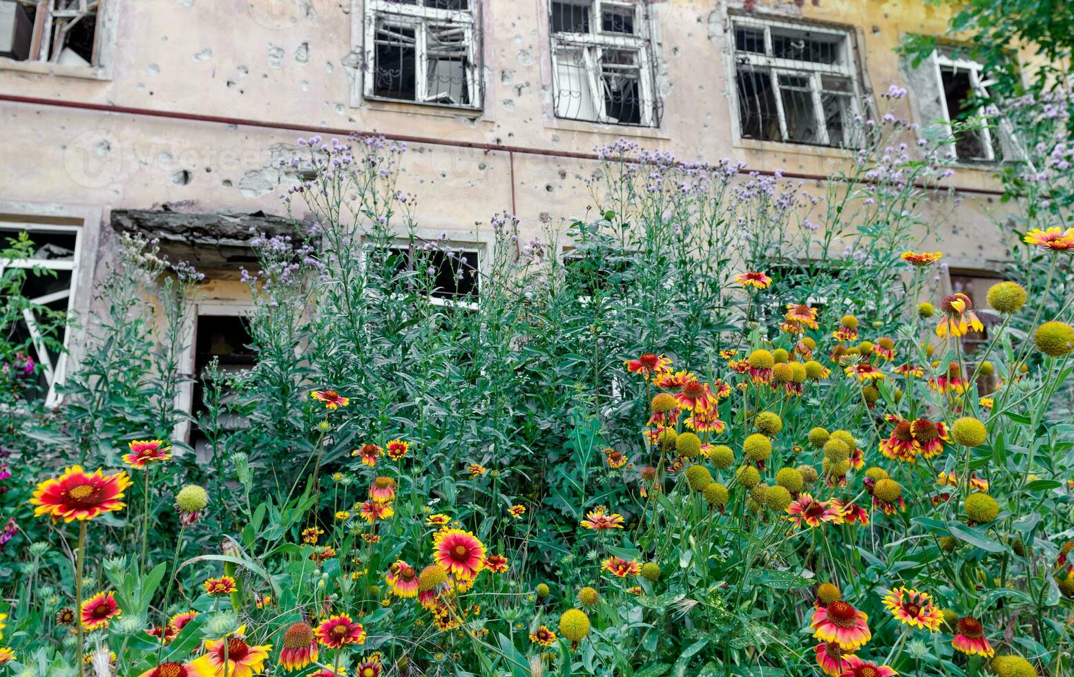 fresh natural flowers against the background of destroyed burnt houses war in Ukraine photo