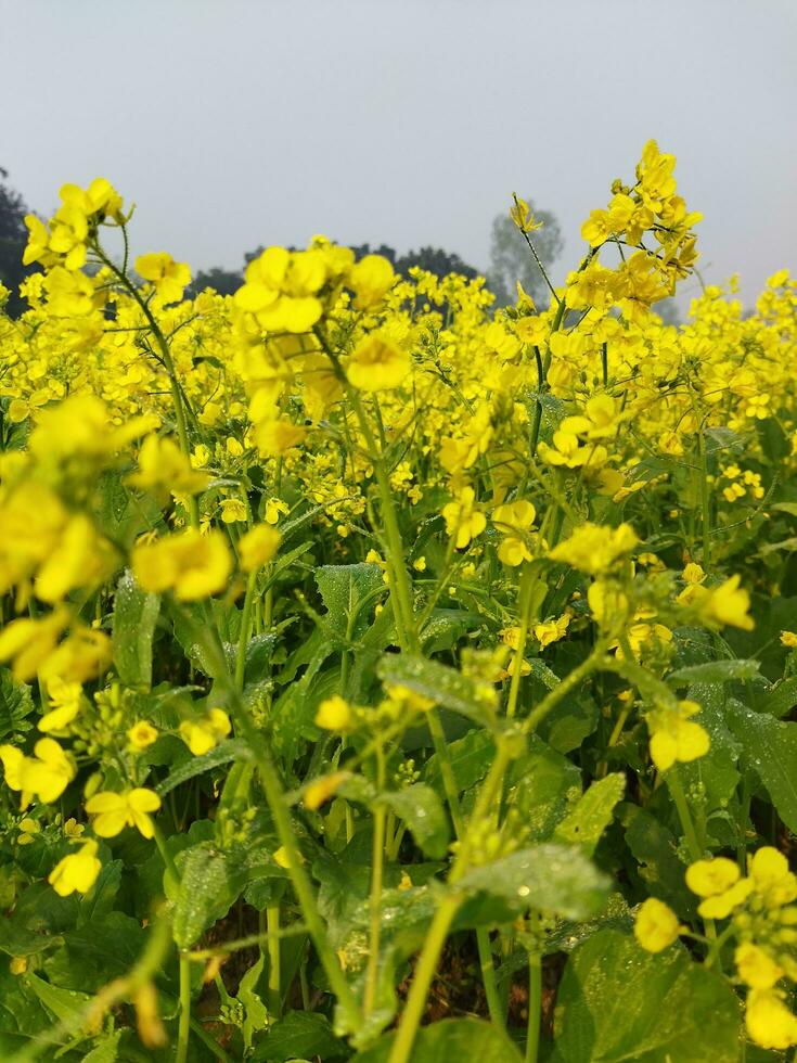 Looking at the field, it is as if a yellow carpet has been spread across the horizon. In the land of the yellow king of mustard flowers, the harvest field is buzzing with the hum of bees collecting ho photo