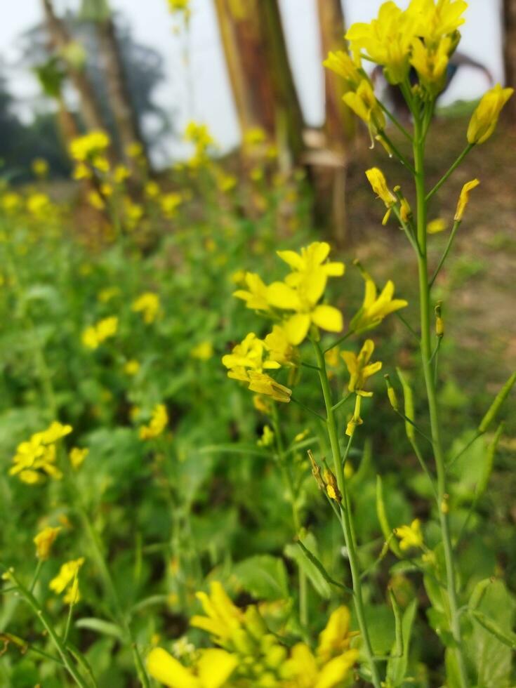 Looking at the field, it is as if a yellow carpet has been spread across the horizon. In the land of the yellow king of mustard flowers, the harvest field is buzzing with the hum of bees collecting ho photo