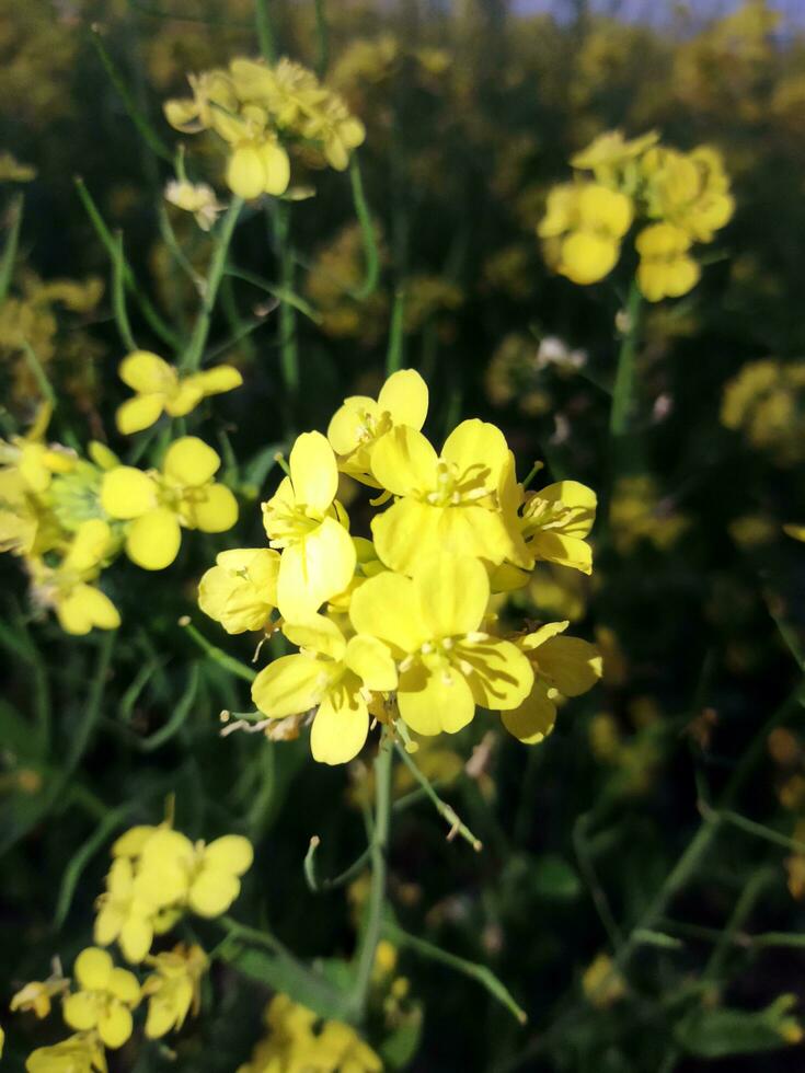 Looking at the field, it is as if a yellow carpet has been spread across the horizon. In the land of the yellow king of mustard flowers, the harvest field is buzzing with the hum of bees collecting ho photo