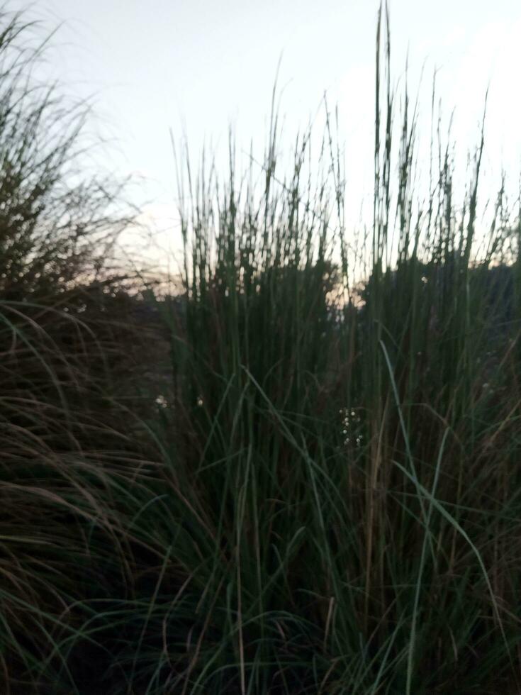 An environment lost in the green forest in the cool afternoon breeze, Gandhabena Ayurvedic plant scientific name Cymbopogon citratus photo