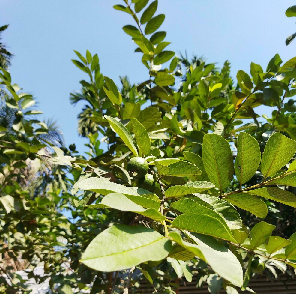 Its scientific name is Psidiun guajava. There are about 100 species of Guava. This native fruit, full of extraordinary nutritional qualities, is often grown in our country. Various diseases like diarr photo