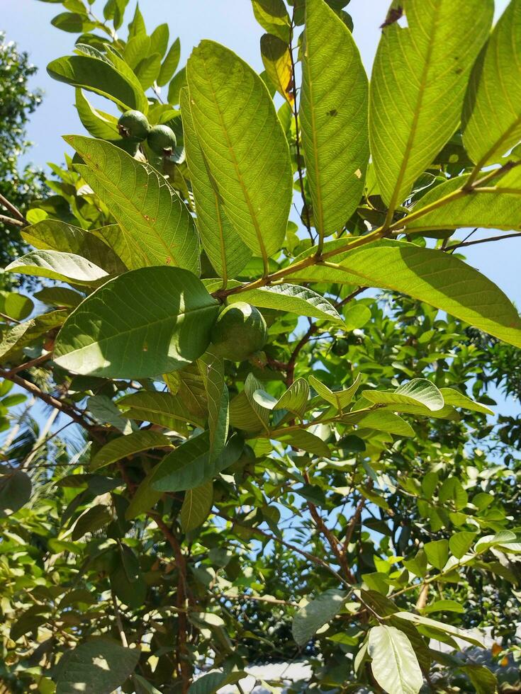 Its scientific name is Psidiun guajava. There are about 100 species of Guava. This native fruit, full of extraordinary nutritional qualities, is often grown in our country. Various diseases like diarr photo