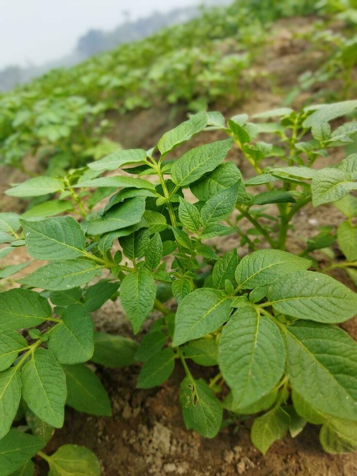 Potatoes are now being cultivated across the horizon, looking around, it seems like the dew drops on the accumulated potato leaves as the light of the green bursts. photo