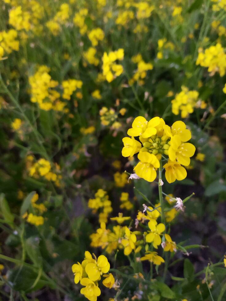 Looking at the field, it is as if a yellow carpet has been spread across the horizon. In the land of the yellow king of mustard flowers, the harvest field is buzzing with the hum of bees collecting ho photo