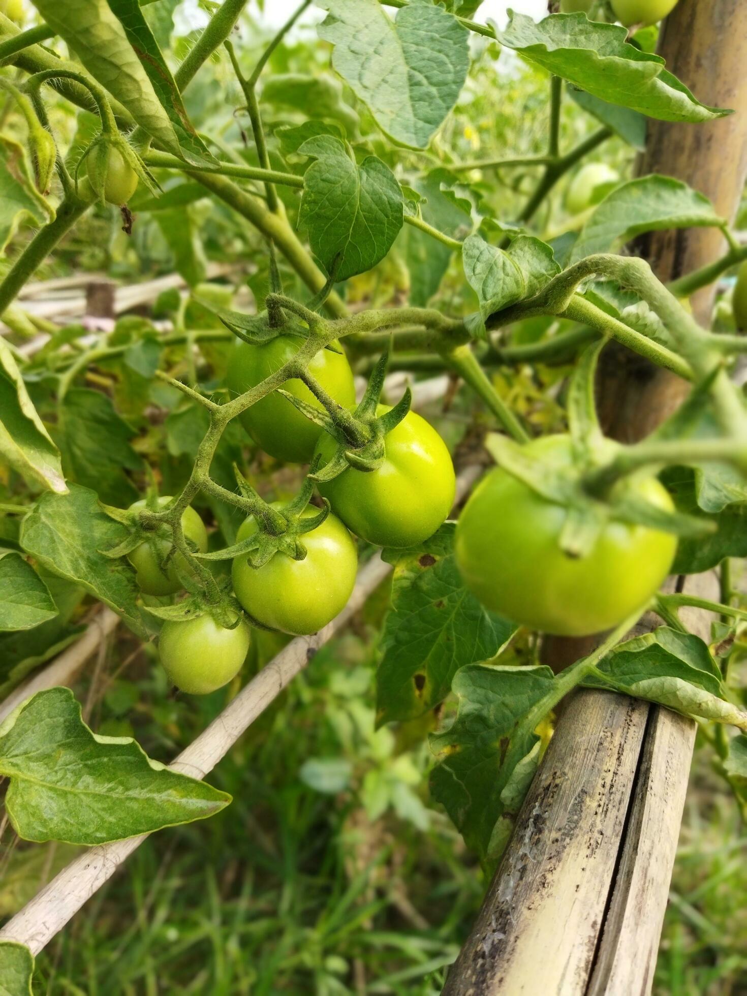 Tomato is a very useful vegetable with antioxidants that help prevent