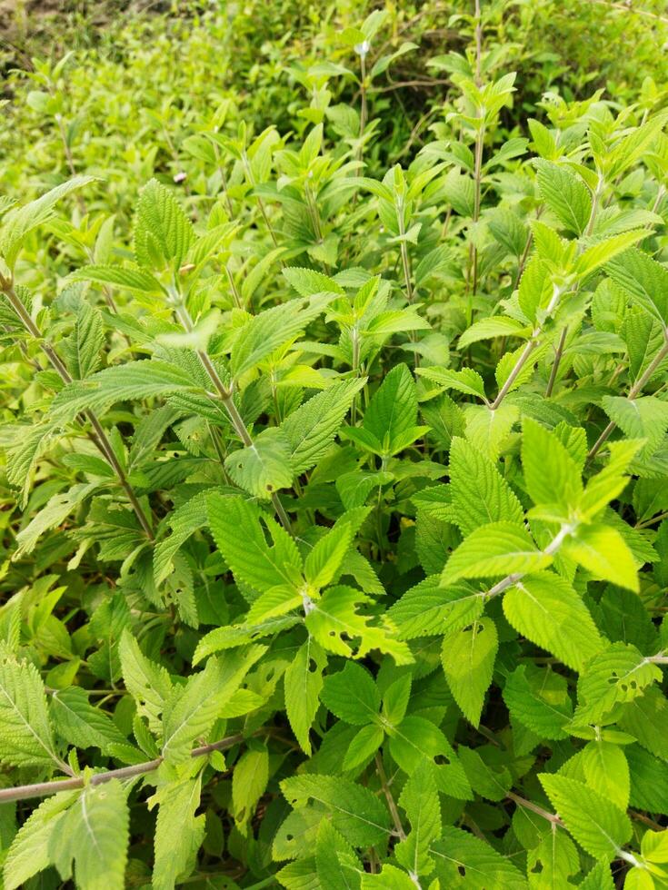 The stem and leaves of Banpudina are fragrant and fragrant. The stem of Banpudina breaks with a crackling sound when slightly pressed, hence its other names are Matmatia and Matka. It is probably give photo