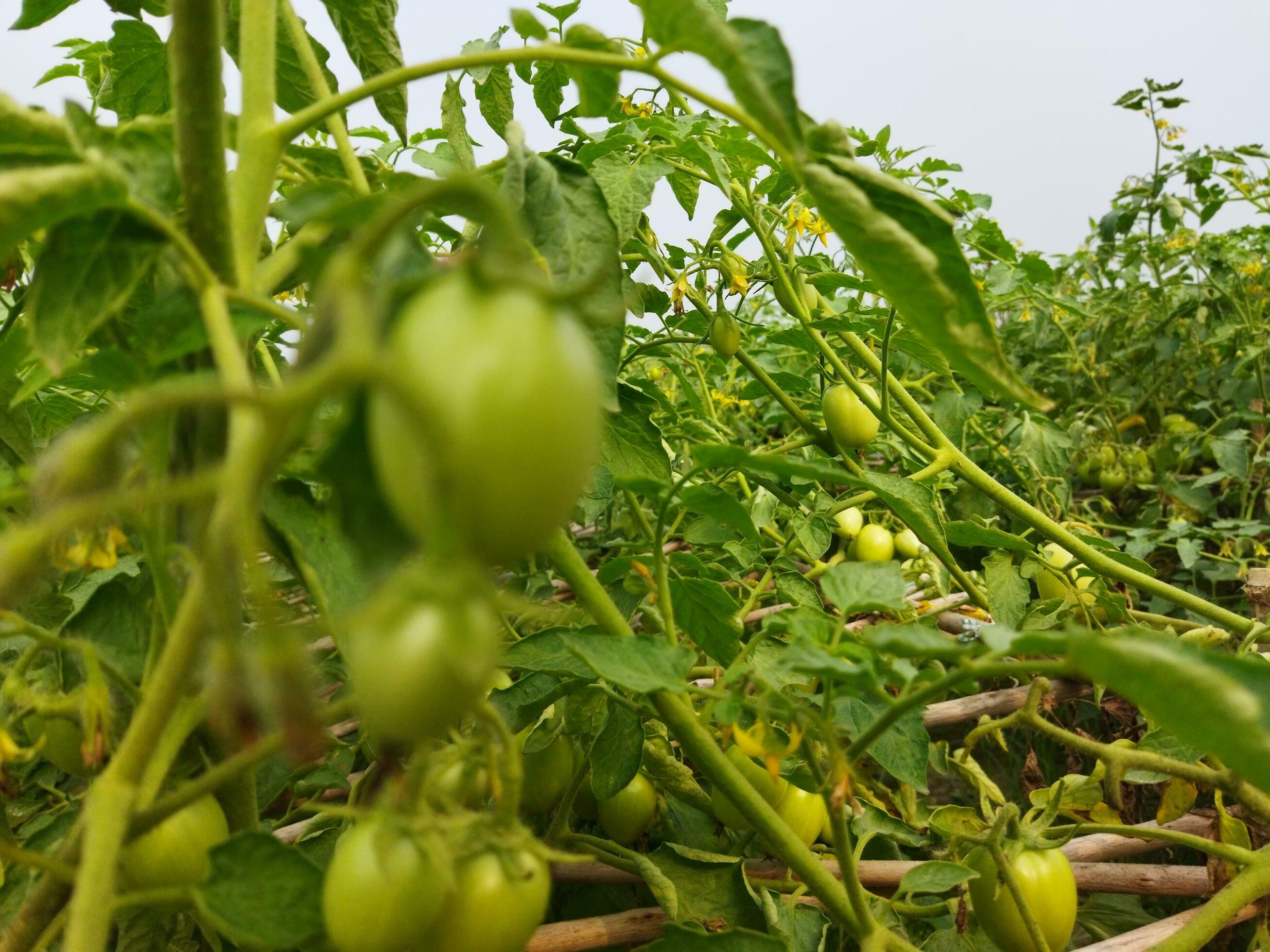 Tomato is a very useful vegetable with antioxidants that help prevent