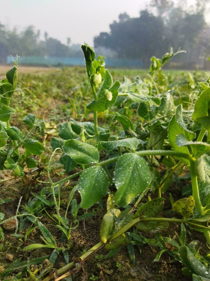 Peas are rich in nutrients and are used for various purposes 1. In the treatment of diseases 2. In cooking 3. For weight loss 4. For cosmetic procedures 5. For fishing. photo