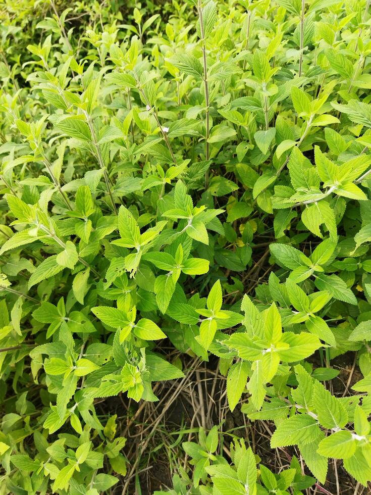 The stem and leaves of Banpudina are fragrant and fragrant. The stem of Banpudina breaks with a crackling sound when slightly pressed, hence its other names are Matmatia and Matka. It is probably give photo