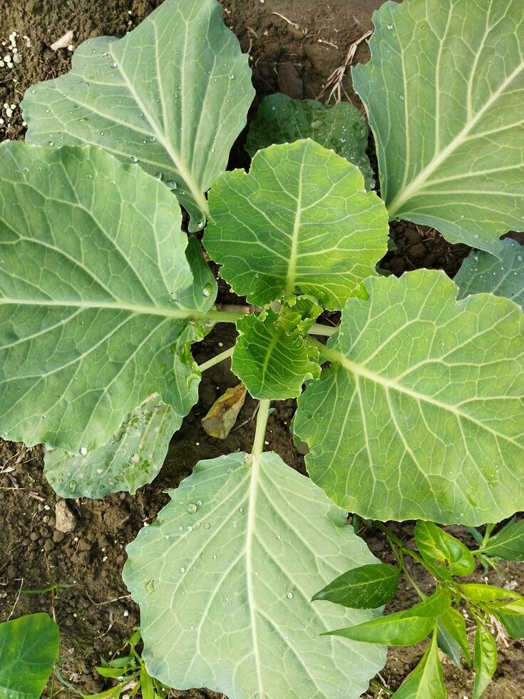Nutritional value of cabbage According to information provided by the United States Department of Agriculture, every 100 grams of cabbage contains 0.10 grams of fat, 18 milligrams of sodium, 170 milli photo