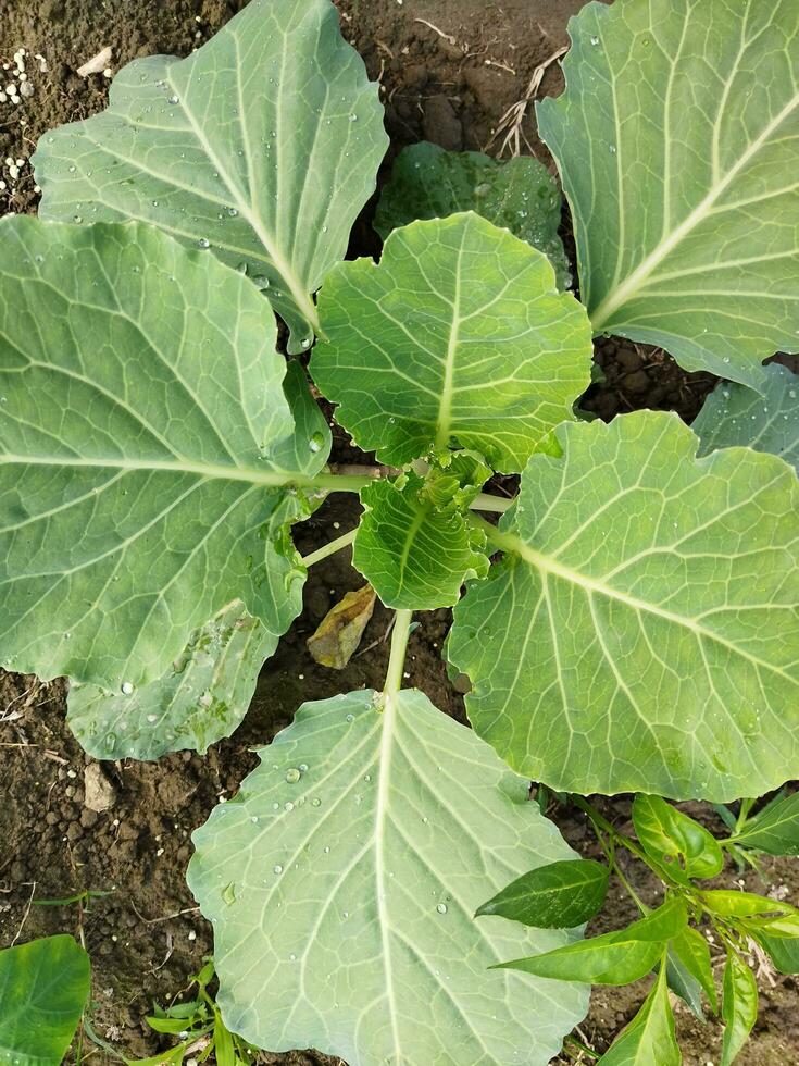 Nutritional value of cabbage According to information provided by the