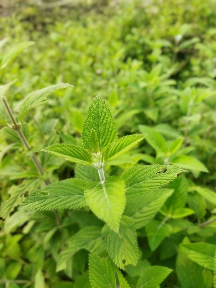 The stem and leaves of Banpudina are fragrant and fragrant. The stem of Banpudina breaks with a crackling sound when slightly pressed, hence its other names are Matmatia and Matka. It is probably give photo