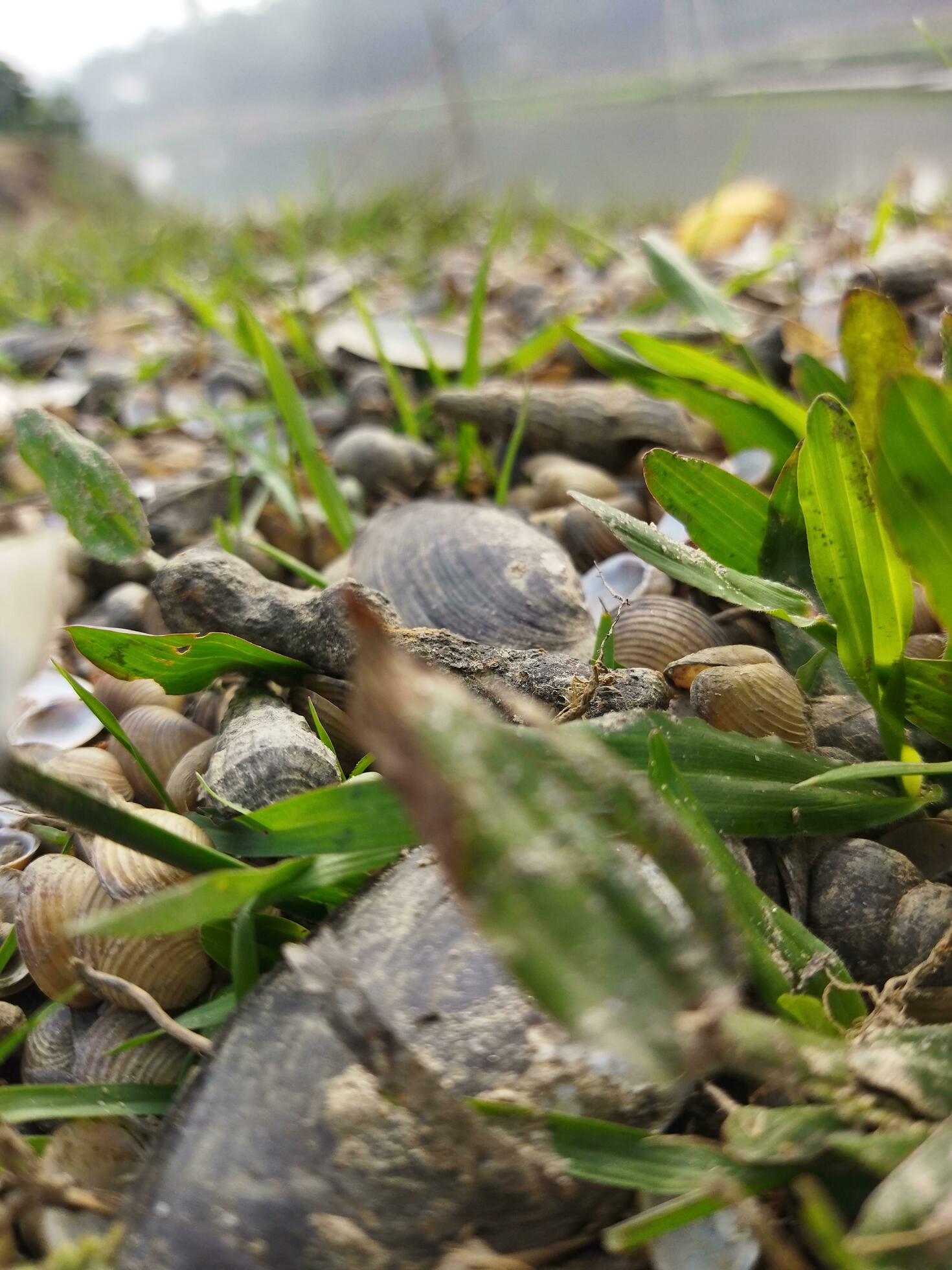 oysters-contain-important-minerals-like-zinc-iron-calcium-selenium