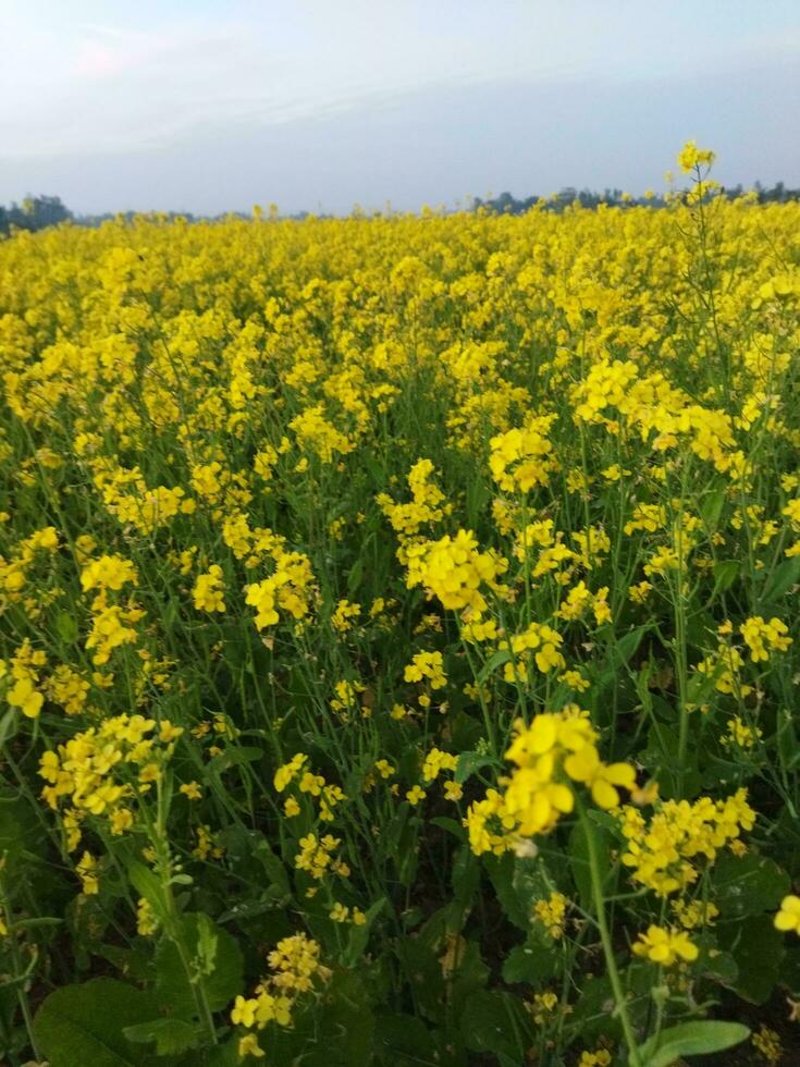 Looking at the field, it is as if a yellow carpet has been spread across the horizon. In the land of the yellow king of mustard flowers, the harvest field is buzzing with the hum of bees collecting ho photo