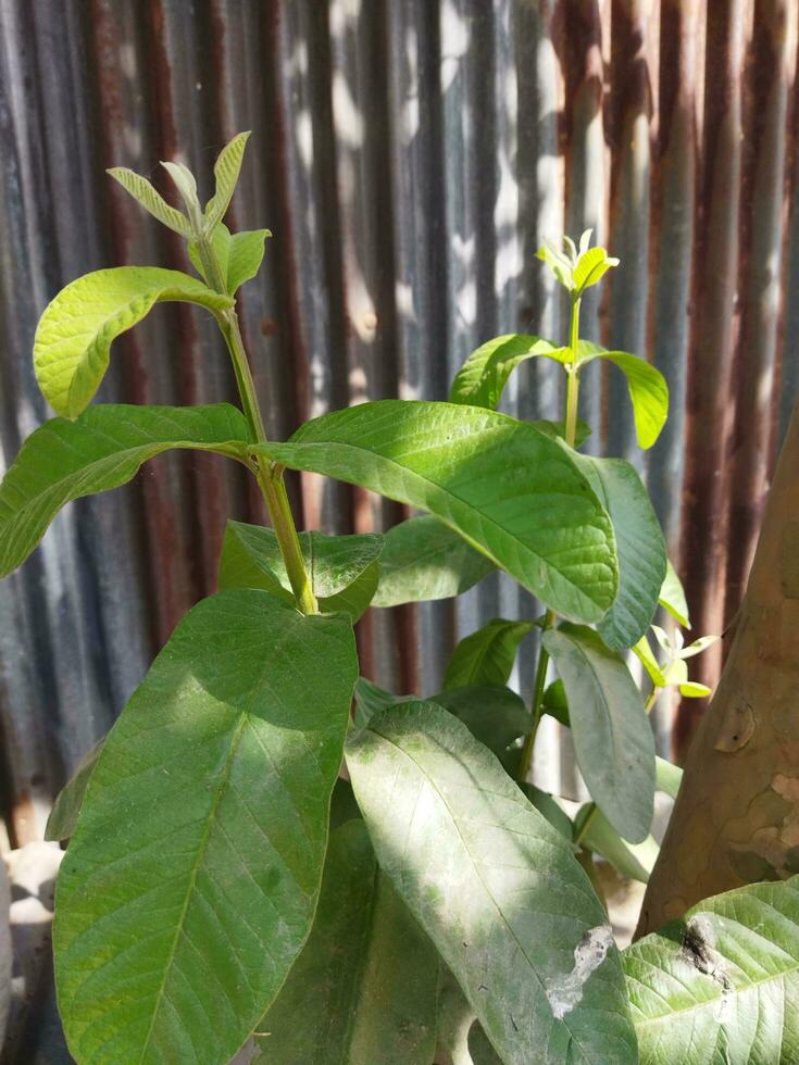 Its scientific name is Psidiun guajava. There are about 100 species of Guava. This native fruit, full of extraordinary nutritional qualities, is often grown in our country. Various diseases like diarr photo