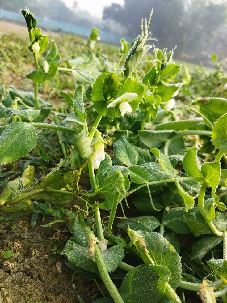 Peas are rich in nutrients and are used for various purposes 1. In the treatment of diseases 2. In cooking 3. For weight loss 4. For cosmetic procedures 5. For fishing. photo