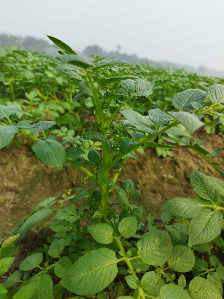 Potatoes are now being cultivated across the horizon, looking around, it seems like the dew drops on the accumulated potato leaves as the light of the green bursts. photo