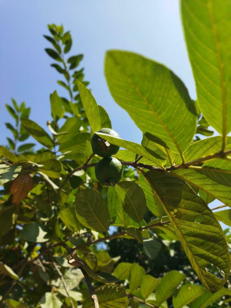 Its scientific name is Psidiun guajava. There are about 100 species of Guava. This native fruit, full of extraordinary nutritional qualities, is often grown in our country. Various diseases like diarr photo