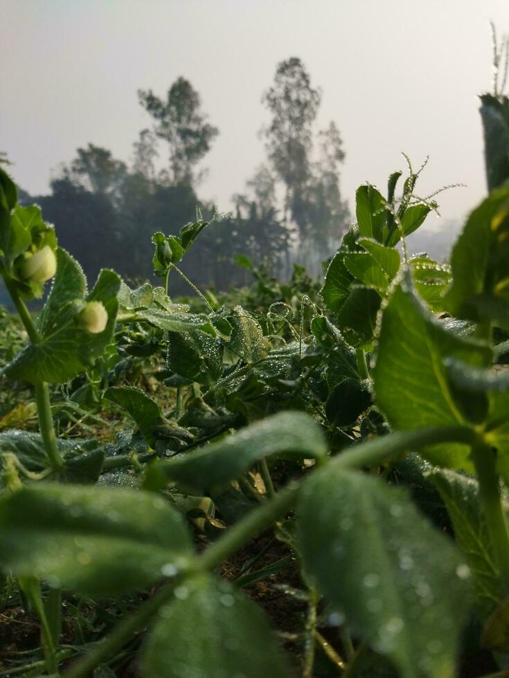 Peas are rich in nutrients and are used for various purposes 1. In the treatment of diseases 2. In cooking 3. For weight loss 4. For cosmetic procedures 5. For fishing. photo