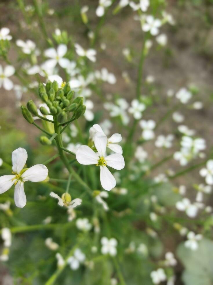 Nature's lush land is my country, Radish flower will grow again from this flower, new seed tree, this is called generation. photo