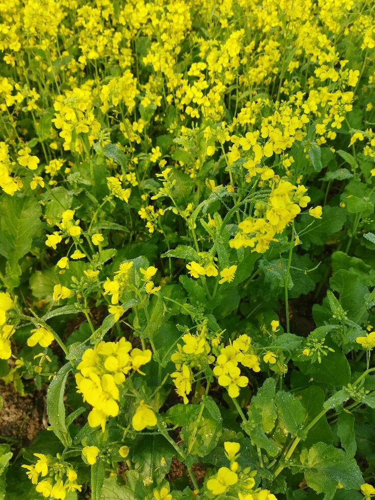 Looking at the field, it is as if a yellow carpet has been spread across the horizon. In the land of the yellow king of mustard flowers, the harvest field is buzzing with the hum of bees collecting ho photo