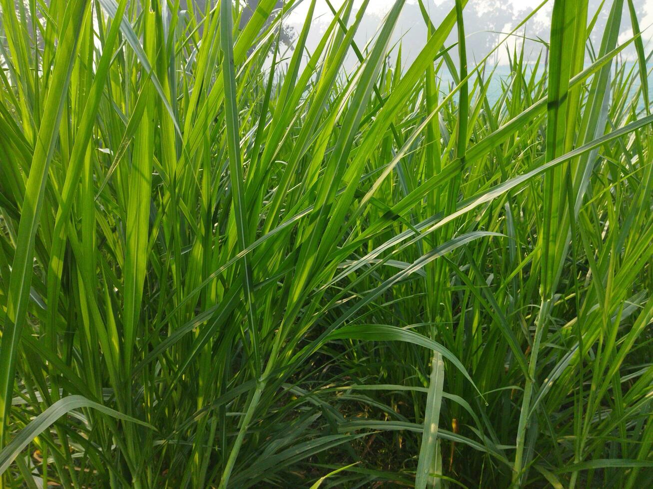 Napier Grass Cultivation Methods and Nutritional Properties 1. Introduction of Grass Varieties 2. Nutritional Properties and Uses of this Grass 3. Grass Cuttings and Seeds photo