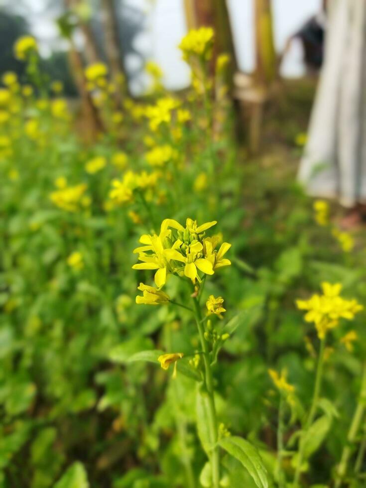 Looking at the field, it is as if a yellow carpet has been spread across the horizon. In the land of the yellow king of mustard flowers, the harvest field is buzzing with the hum of bees collecting ho photo