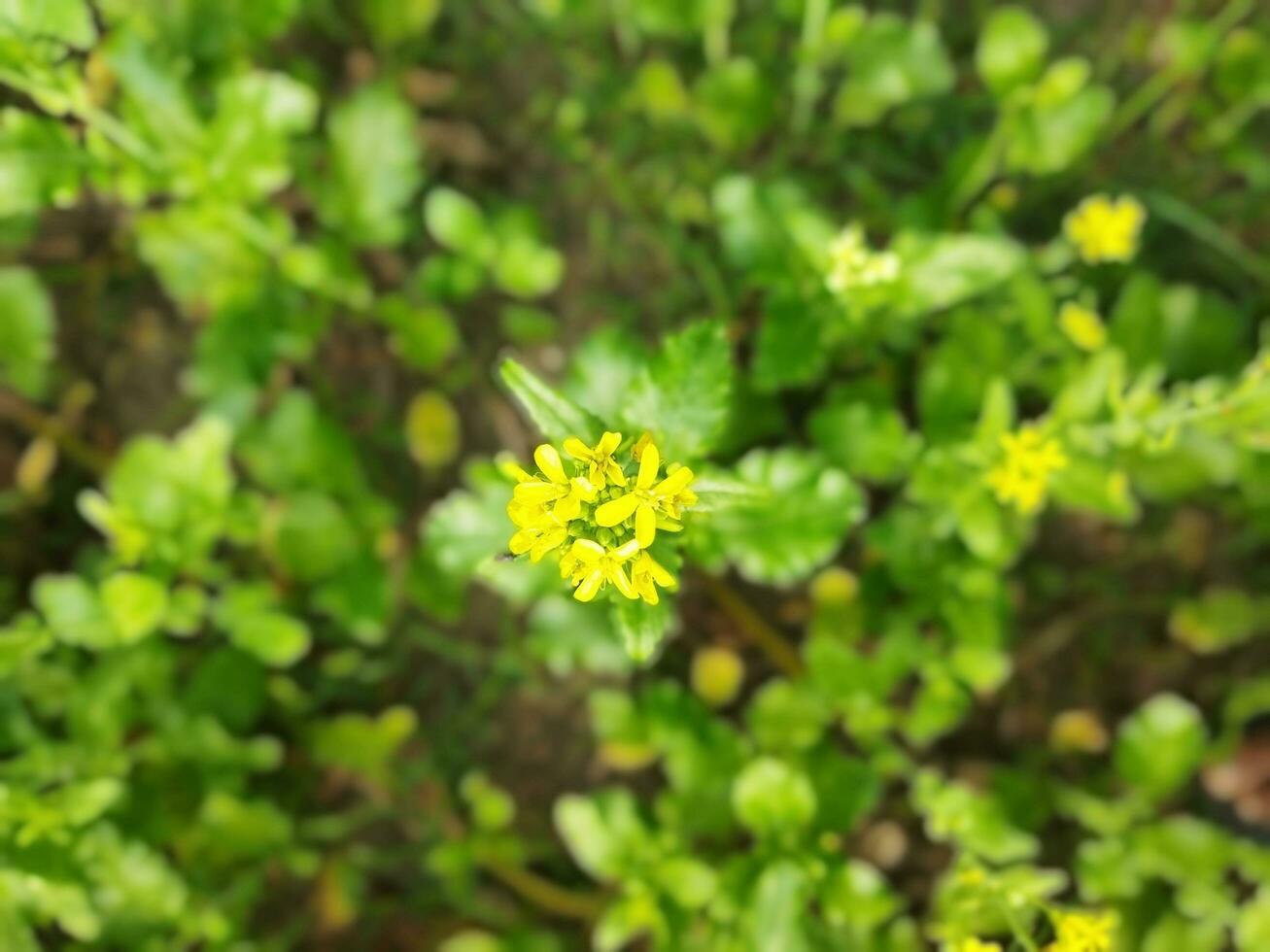 Looking at the field, it is as if a yellow carpet has been spread across the horizon. In the land of the yellow king of mustard flowers, the harvest field is buzzing with the hum of bees collecting ho photo