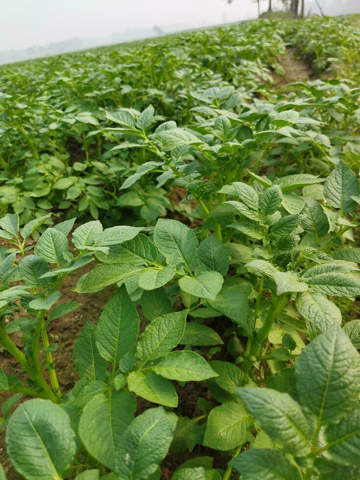 Potatoes are now being cultivated across the horizon, looking around, it seems like the dew drops on the accumulated potato leaves as the light of the green bursts. photo