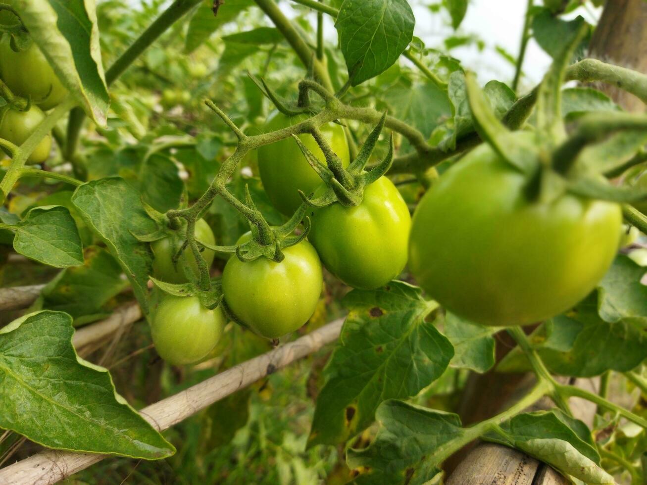 Tomato is a very useful vegetable with antioxidants that help prevent