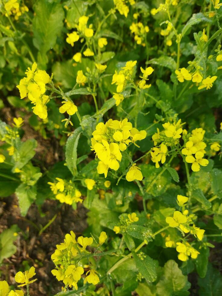 Looking at the field, it is as if a yellow carpet has been spread across the horizon. In the land of the yellow king of mustard flowers, the harvest field is buzzing with the hum of bees collecting ho photo