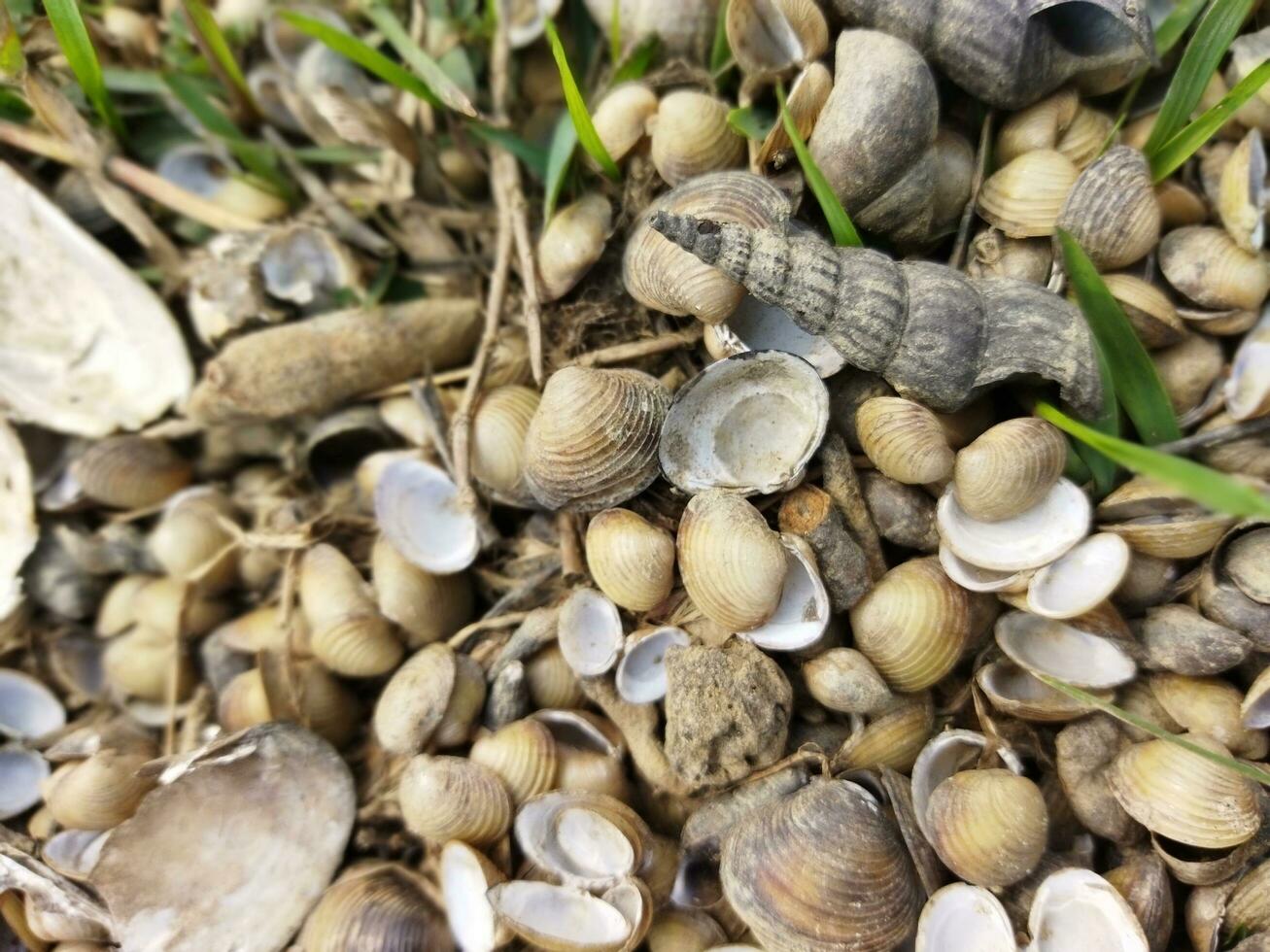 Oysters contain important minerals like zinc, iron, calcium, selenium, vitamin A and vitamin B12. However, food energy is low. A dozen raw oysters contain only 110 kcal of energy. Eating raw provides photo