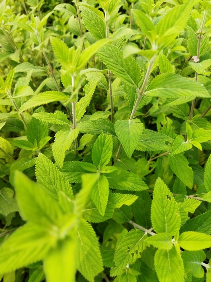 The stem and leaves of Banpudina are fragrant and fragrant. The stem of Banpudina breaks with a crackling sound when slightly pressed, hence its other names are Matmatia and Matka. It is probably give photo