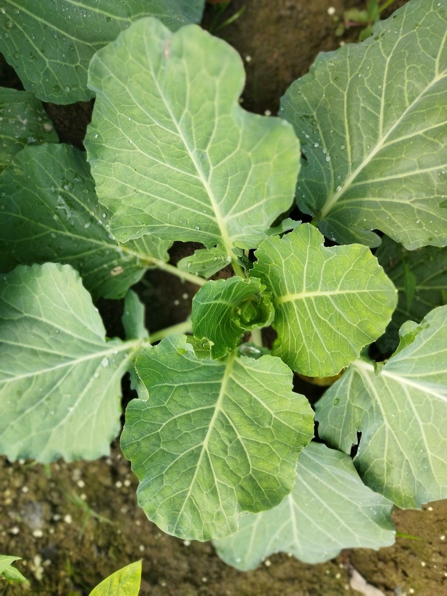 Nutritional value of cabbage According to information provided by the