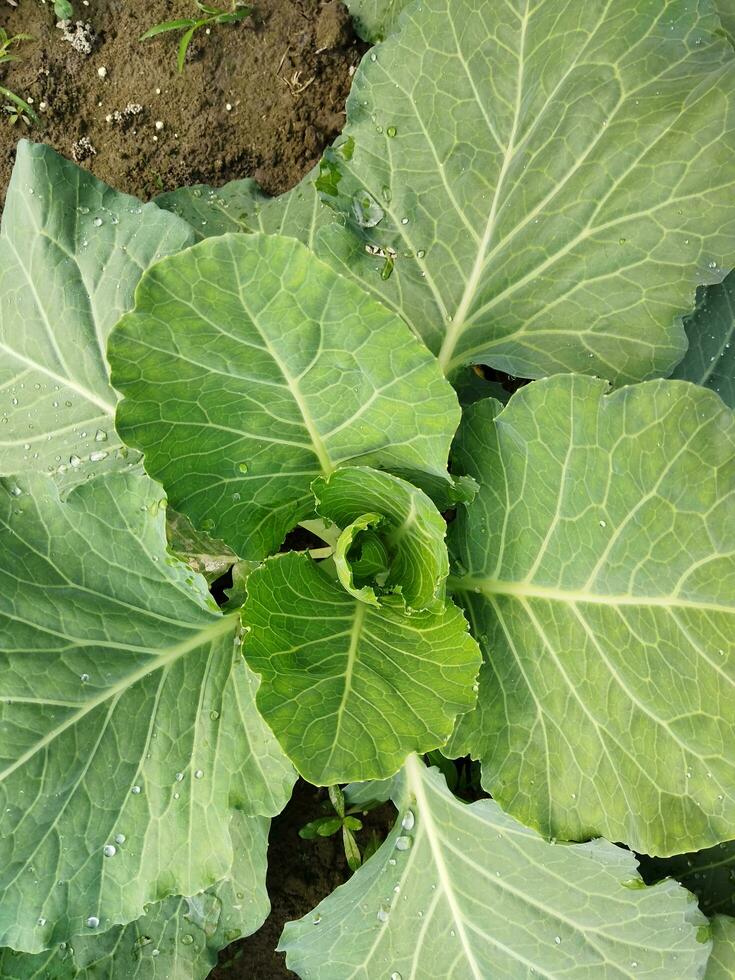 nutricional valor de repollo según a información previsto por el unido estados Departamento de agricultura, cada 100 gramos de repollo contiene 0,10 gramos de gordo, 18 miligramos de sodio, 170 mili foto