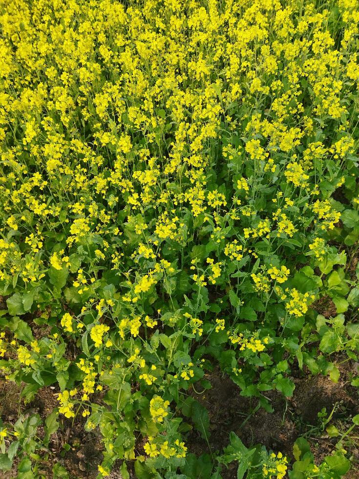 Looking at the field, it is as if a yellow carpet has been spread across the horizon. In the land of the yellow king of mustard flowers, the harvest field is buzzing with the hum of bees collecting ho photo