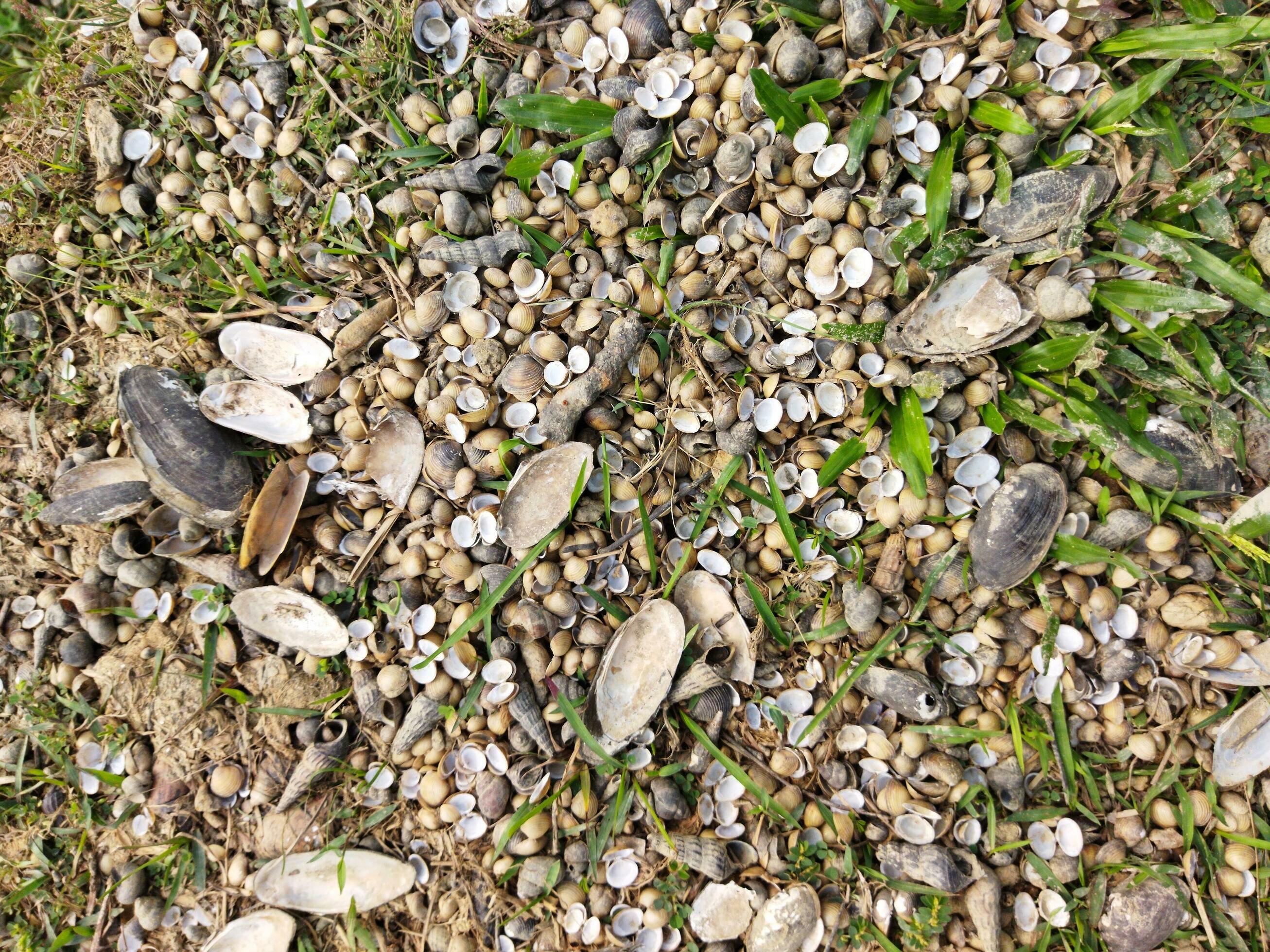 Oysters Contain Important Minerals Like Zinc Iron Calcium Selenium Oysters Contain Important Minerals Like Zinc Iron Calcium Selenium
