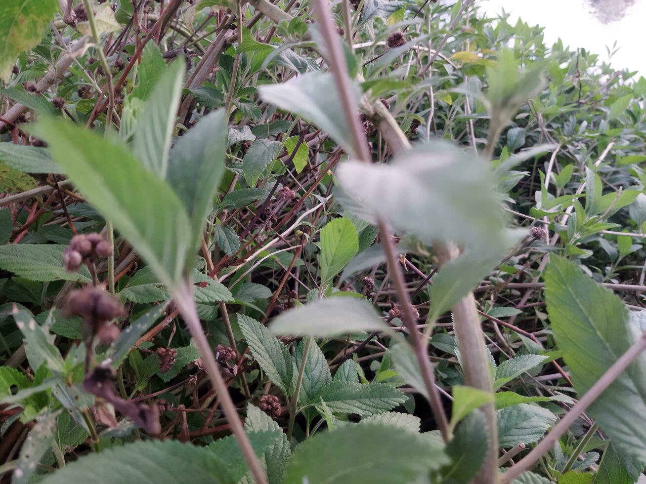 The stem and leaves of Banpudina are fragrant and fragrant. The stem of Banpudina breaks with a crackling sound when slightly pressed, hence its other names are Matmatia and Matka. It is probably give photo