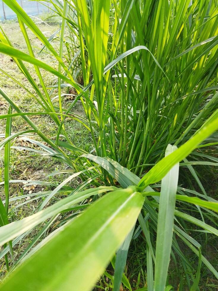 Napier Grass Cultivation Methods and Nutritional Properties 1. Introduction of Grass Varieties 2. Nutritional Properties and Uses of this Grass 3. Grass Cuttings and Seeds photo