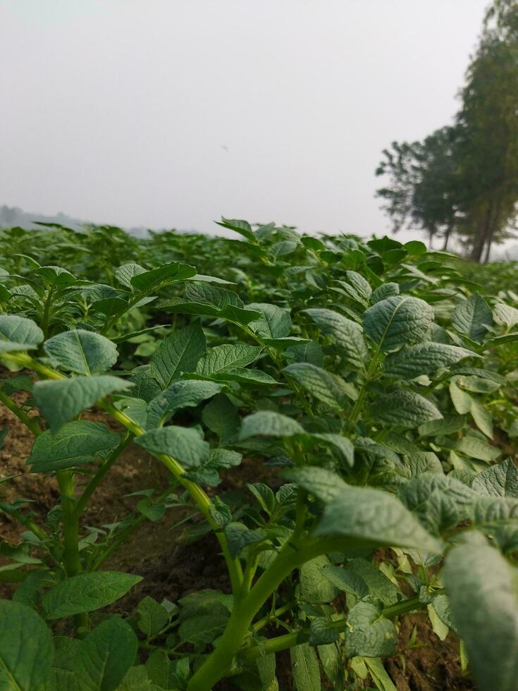 Potatoes are now being cultivated across the horizon, looking around, it seems like the dew drops on the accumulated potato leaves as the light of the green bursts. photo