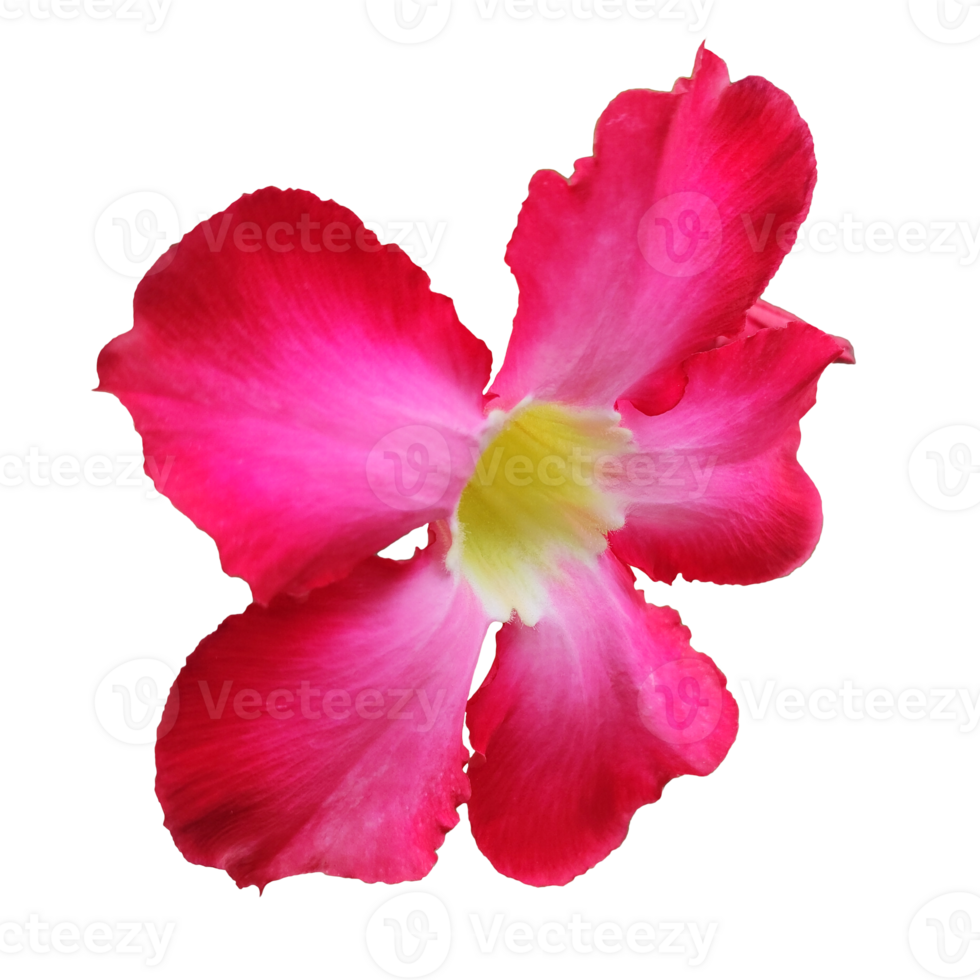 Red Adenium obesum or desert rose tropical colorful ornamental plant. Photo of flowers isolated on a white or transparent background. png